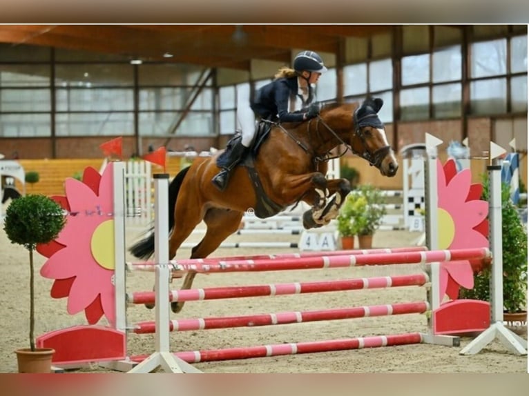 Holstein Castrone 11 Anni Baio in Hamburg