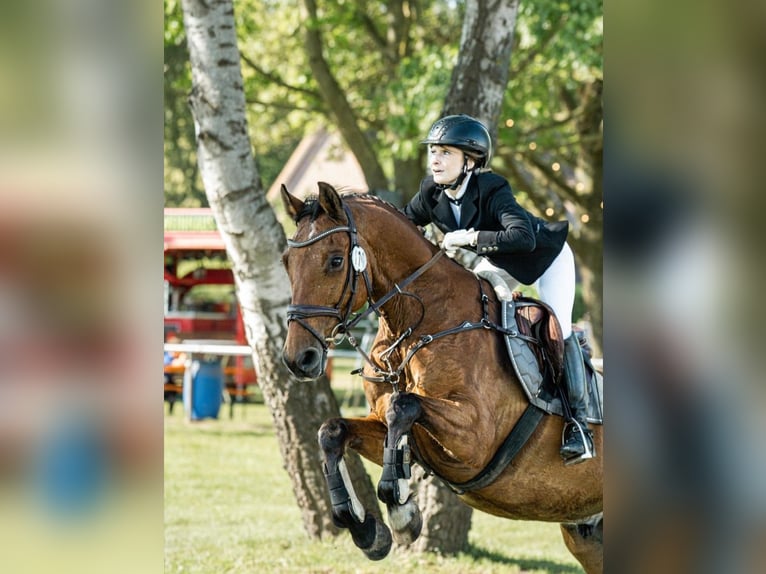 Holstein Castrone 12 Anni 155 cm Baio in Isernhagen