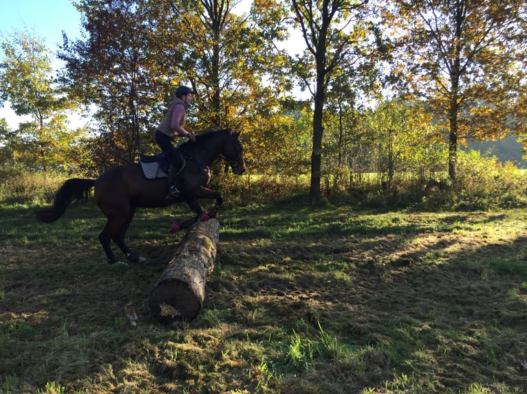 Holstein Castrone 12 Anni 165 cm Baio in Wedemark