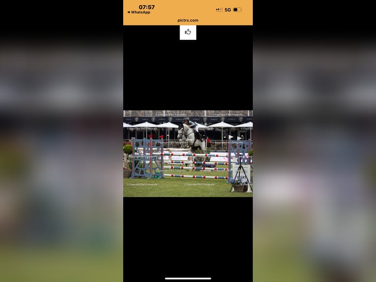 Holstein Castrone 12 Anni 165 cm Grigio in Pulheim