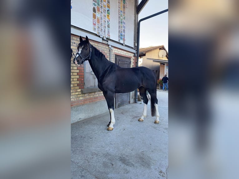 Holstein Castrone 12 Anni 168 cm Baio nero in Egnach