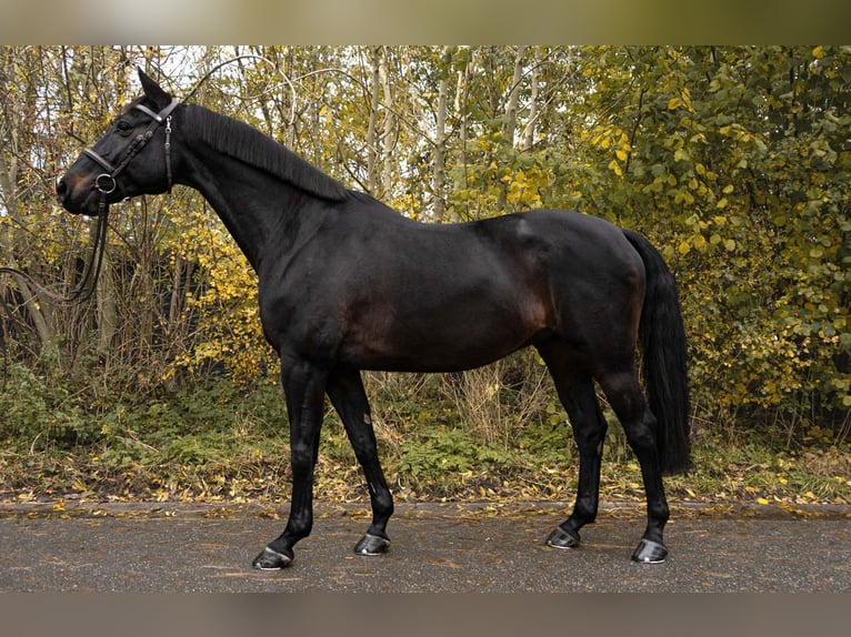 Holstein Castrone 12 Anni 168 cm Baio nero in Rodenbek