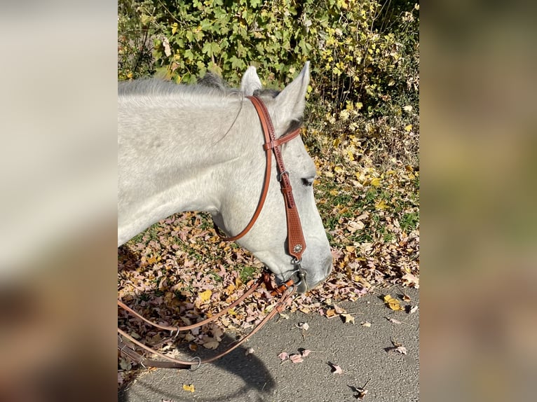 Holstein Castrone 12 Anni 168 cm Grigio pezzato in Laa an der thaya