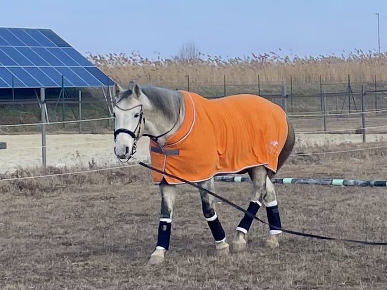 Holstein Castrone 12 Anni 168 cm Grigio pezzato in Laa an der thaya
