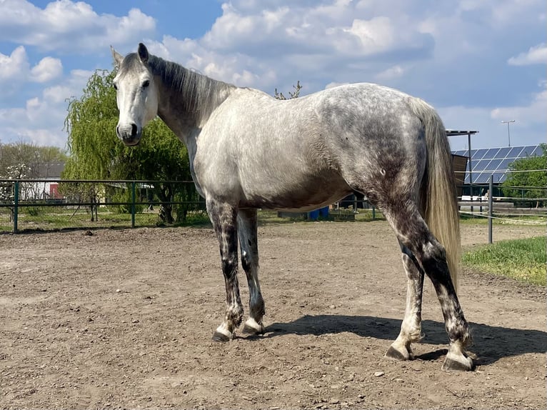 Holstein Castrone 12 Anni 168 cm Grigio pezzato in Laa an der thaya