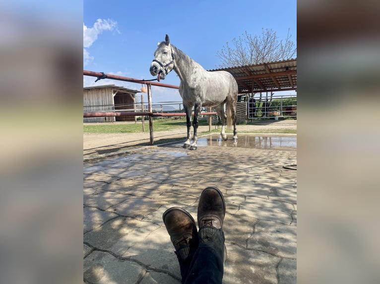 Holstein Castrone 12 Anni 168 cm Grigio pezzato in Laa an der thaya