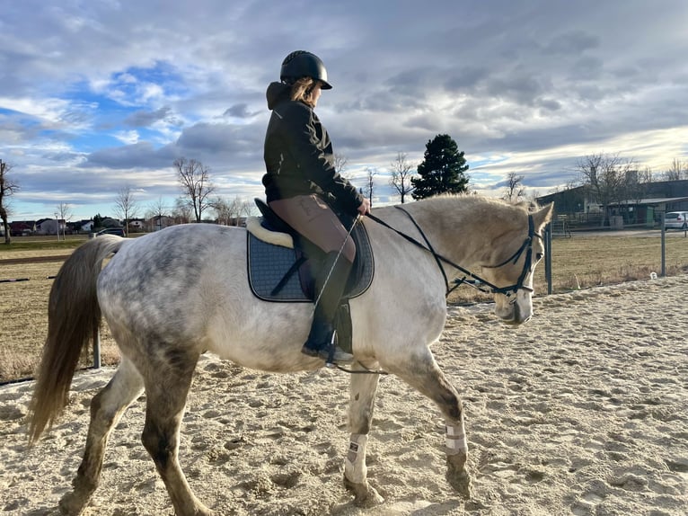 Holstein Castrone 12 Anni 168 cm Grigio pezzato in Laa an der thaya