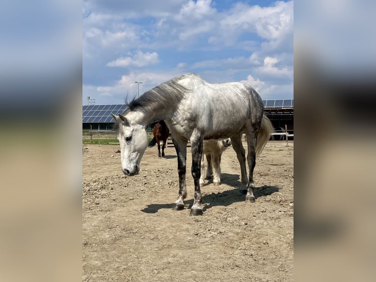 Holstein Castrone 12 Anni 168 cm Grigio pezzato in Laa an der thaya