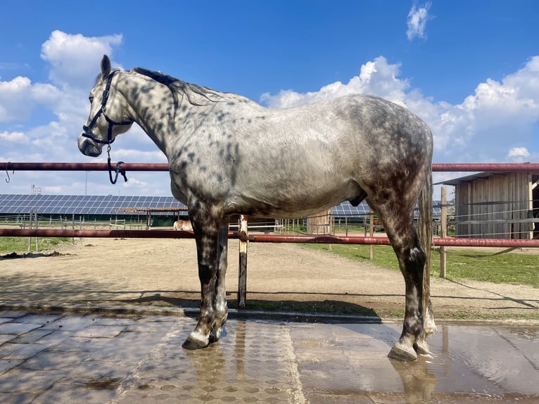 Holstein Castrone 12 Anni 168 cm Grigio pezzato in Laa an der thaya