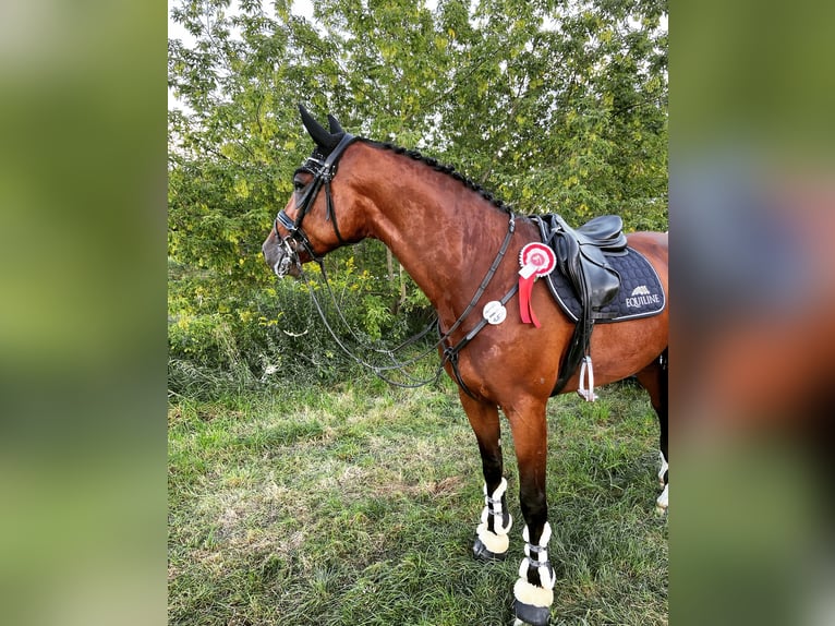Holstein Castrone 12 Anni 170 cm Baio in Zschortau