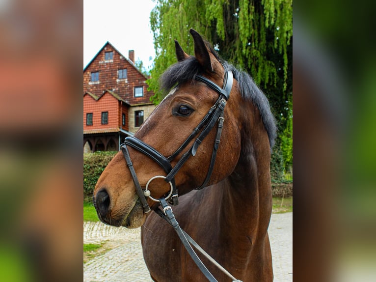 Holstein Castrone 12 Anni 170 cm Baio in Wanfried