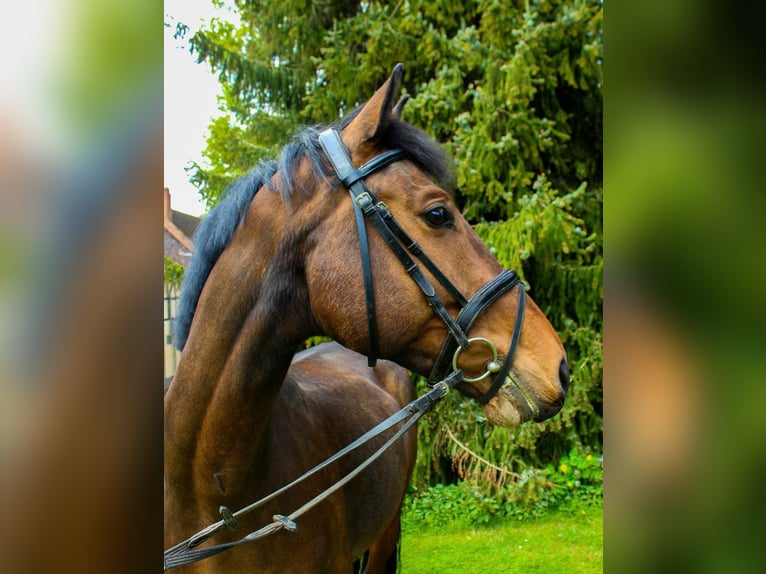 Holstein Castrone 12 Anni 170 cm Baio in Wanfried