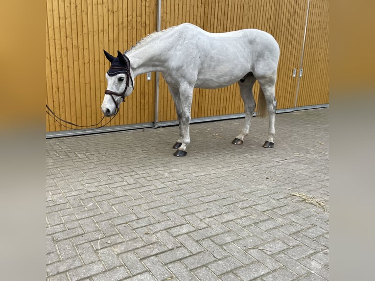 Holstein Castrone 12 Anni 170 cm Grigio in Lohne (Oldenburg)