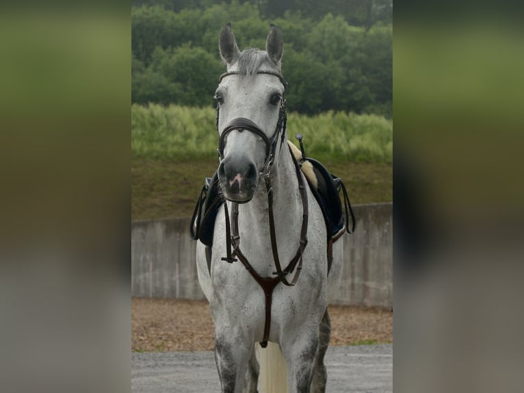 Holstein Castrone 12 Anni 170 cm Grigio in Schaffhausen