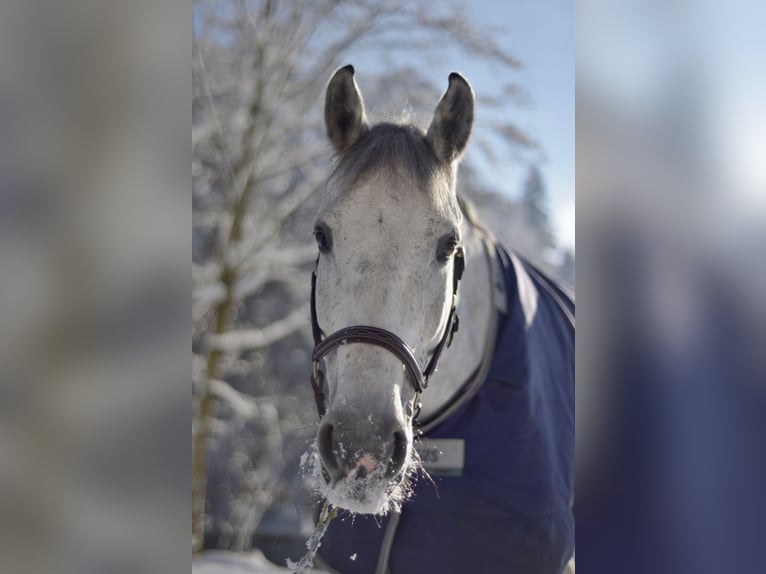 Holstein Castrone 12 Anni 170 cm Grigio in Schaffhausen