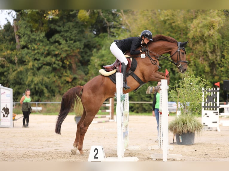 Holstein Castrone 12 Anni 170 cm Sauro in Weingarten