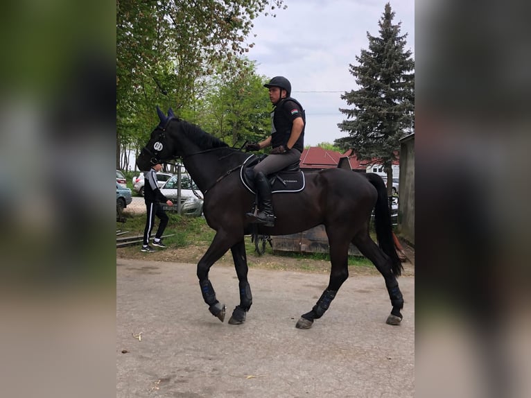 Holstein Castrone 12 Anni 175 cm Baio nero in Szentendre