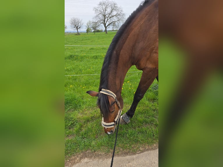 Holstein Castrone 12 Anni 180 cm Baio in Hofheim am Taunus