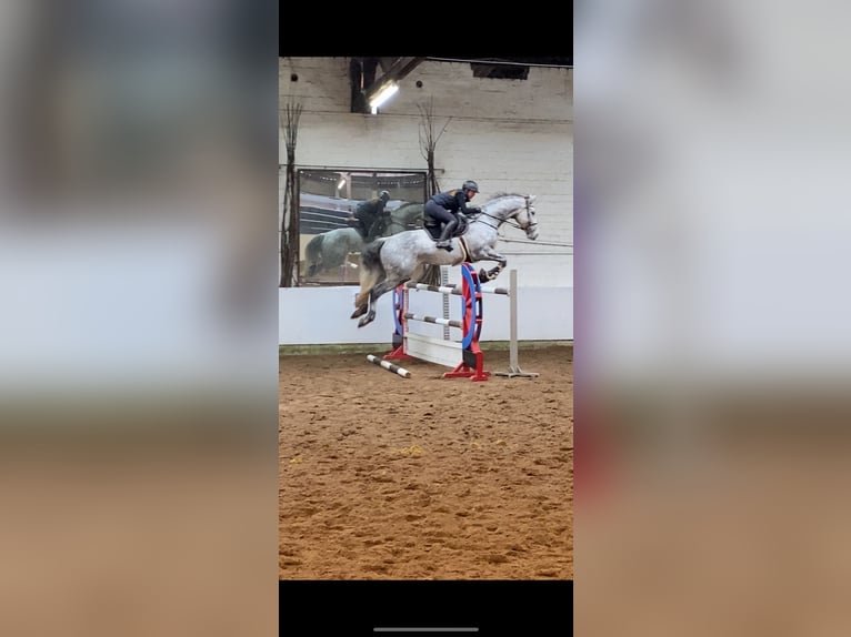 Holstein Castrone 12 Anni 180 cm Grigio pezzato in Neuschoo