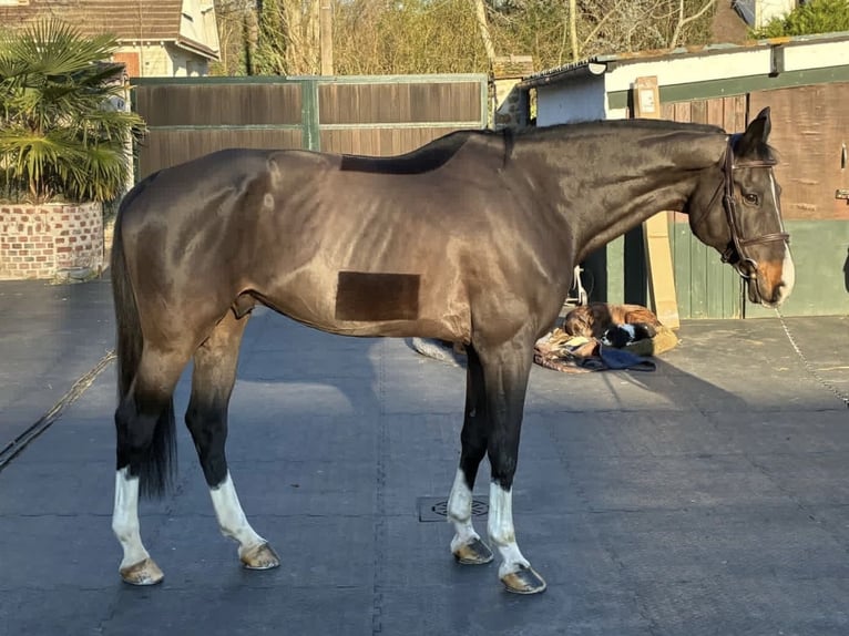 Holstein Castrone 12 Anni 183 cm Baio nero in Barbizon