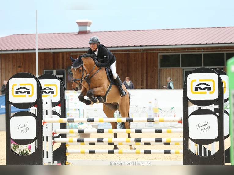 Holstein Castrone 12 Anni Baio in Gundelfingen an der Donau