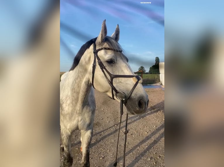 Holstein Castrone 12 Anni Grigio in Aach