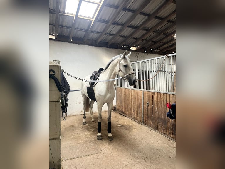 Holstein Castrone 12 Anni Grigio in Aach