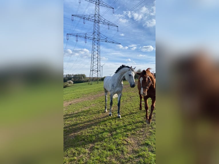 Holstein Castrone 12 Anni Grigio in Aach