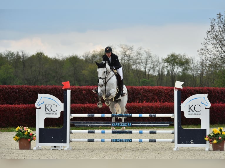 Holstein Castrone 12 Anni Grigio in Wichtrach