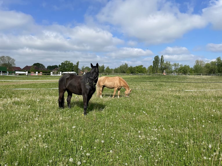 Holstein Castrone 13 Anni 163 cm Baio nero in Lübeck