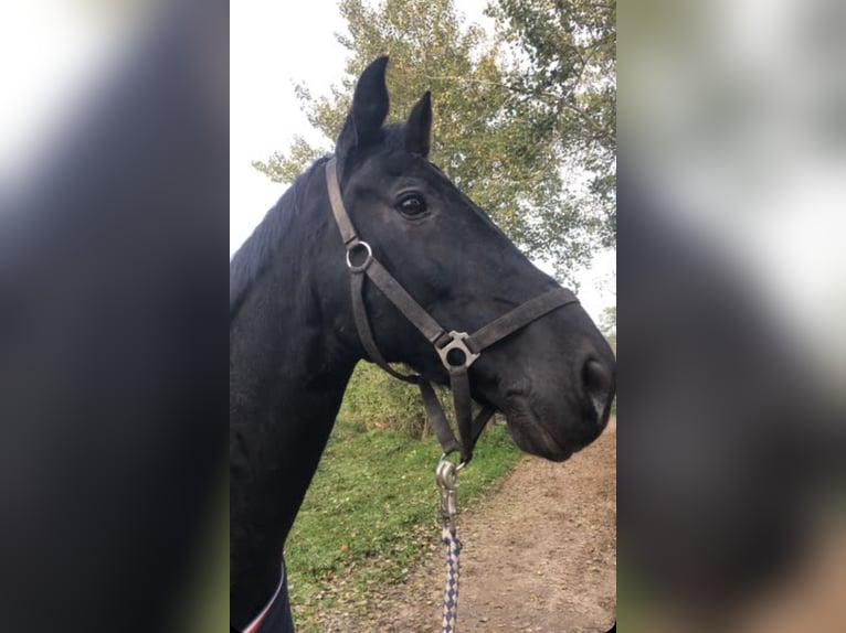 Holstein Castrone 13 Anni 163 cm Baio nero in Lübeck