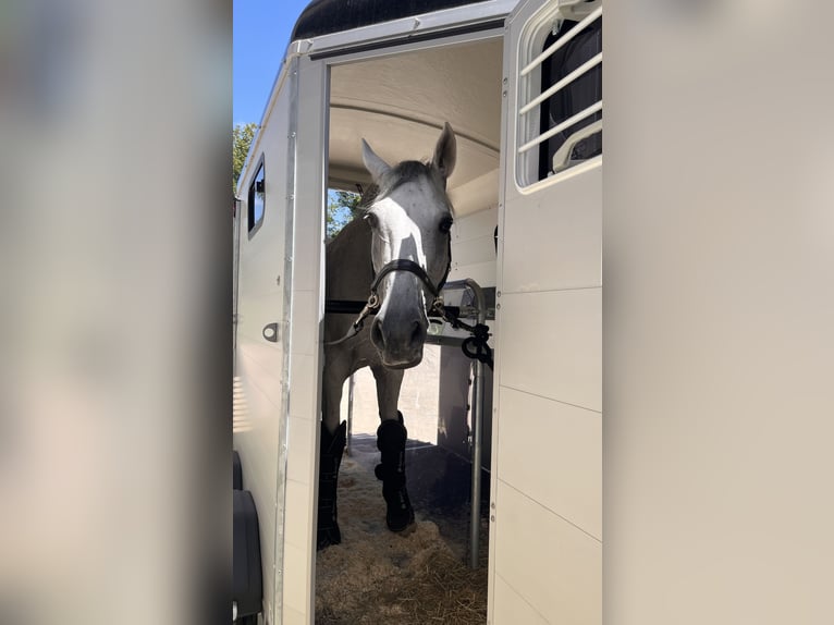 Holstein Castrone 13 Anni 165 cm Grigio in Königslutter am Elm