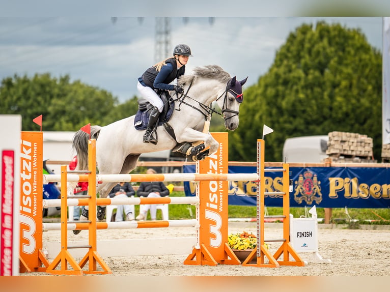 Holstein Castrone 13 Anni 165 cm Grigio in Königslutter am Elm