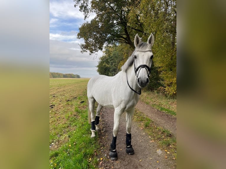 Holstein Castrone 13 Anni 165 cm Grigio in Königslutter am Elm