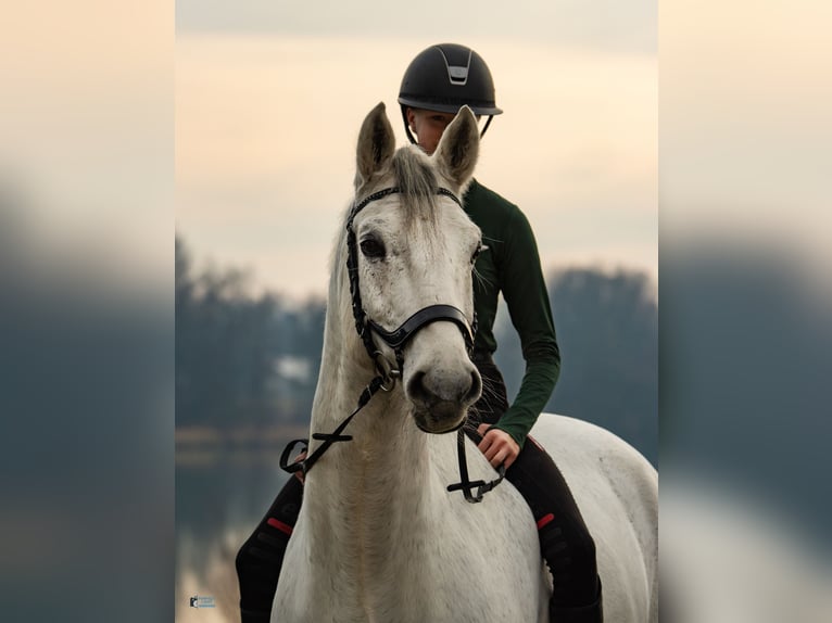 Holstein Castrone 13 Anni 168 cm Grigio in Marktl