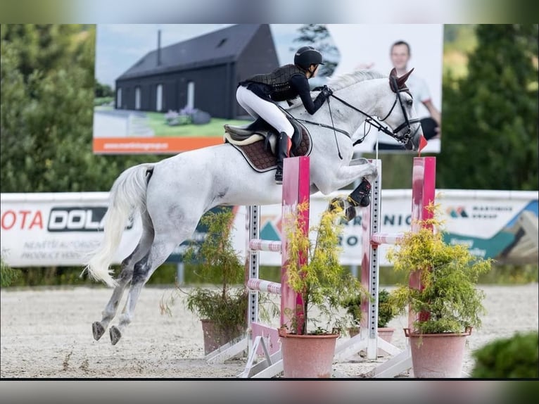 Holstein Castrone 13 Anni 170 cm Grigio in Traidendorf