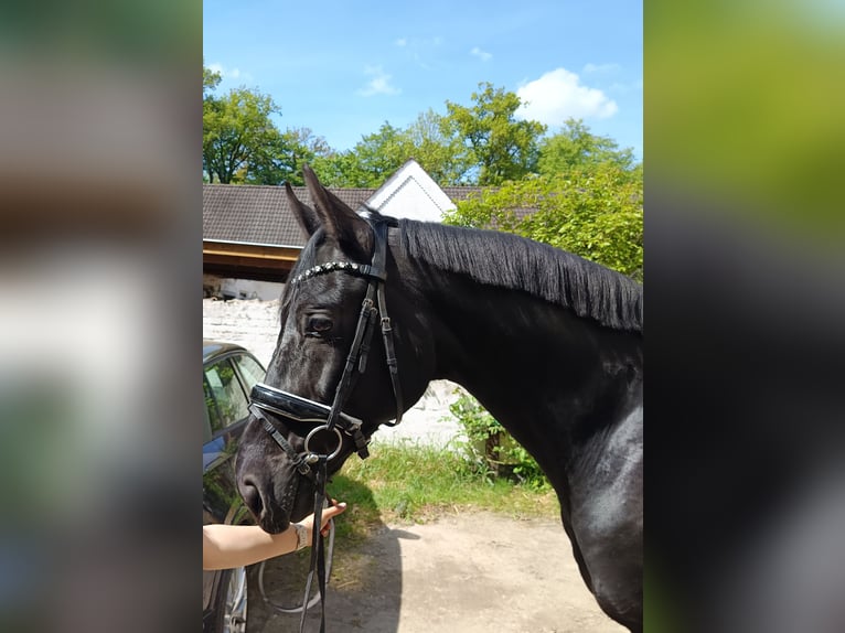 Holstein Castrone 13 Anni 172 cm Morello in Braunschweig