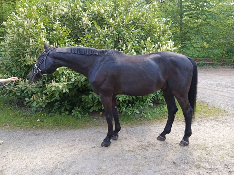 Holstein Castrone 13 Anni 172 cm Morello in Braunschweig