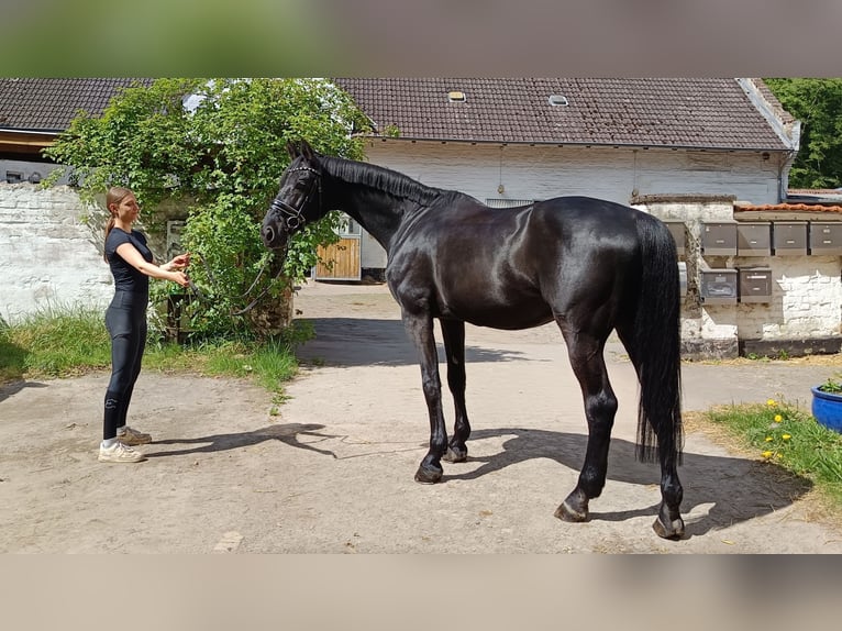 Holstein Castrone 13 Anni 172 cm Morello in Braunschweig