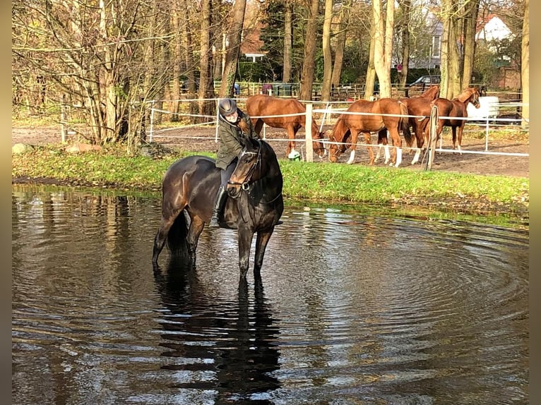 Holstein Castrone 13 Anni 174 cm Baio nero in Hamburg Halstenbek