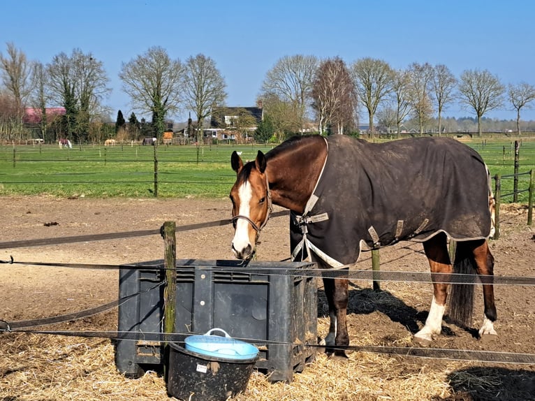 Holstein Castrone 13 Anni 175 cm Baio in Lierderholthuis