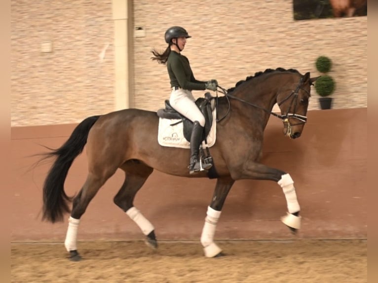 Holstein Castrone 13 Anni 175 cm Baio scuro in Wehringen