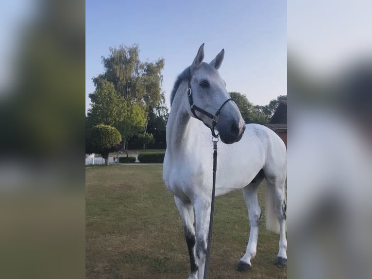 Holstein Castrone 13 Anni 176 cm Grigio pezzato in Krummesse