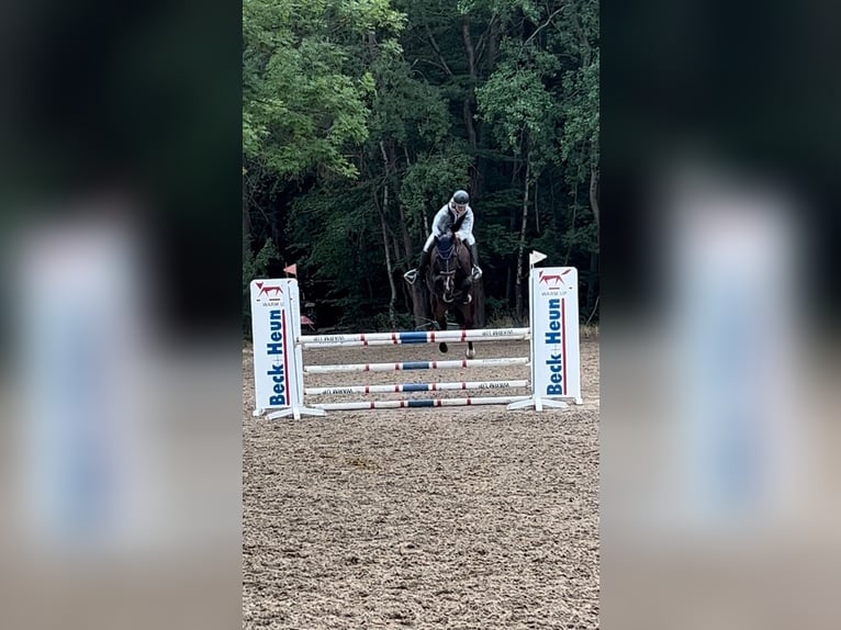 Holstein Castrone 13 Anni 180 cm Baio nero in Bad Camberg