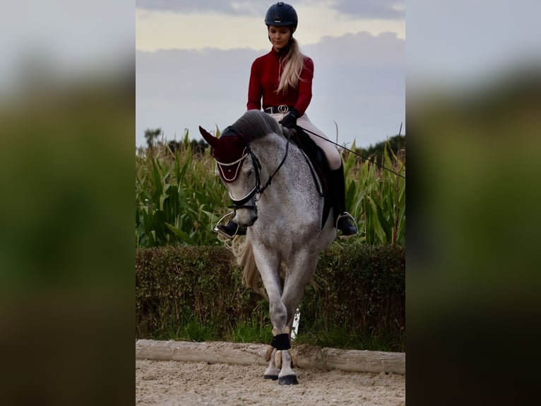 Holstein Castrone 14 Anni 160 cm Grigio pezzato in Markt Schwaben