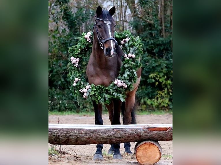 Holstein Castrone 14 Anni 163 cm Baio in Heidmühlen/Bad Segeberg