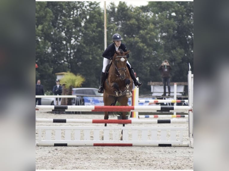 Holstein Castrone 14 Anni 165 cm Baio in Meppen