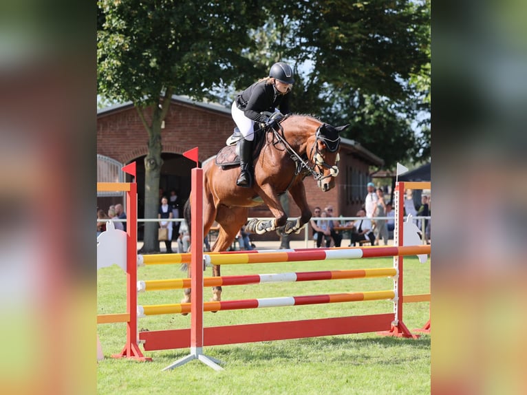 Holstein Castrone 14 Anni 165 cm Baio in Könnern