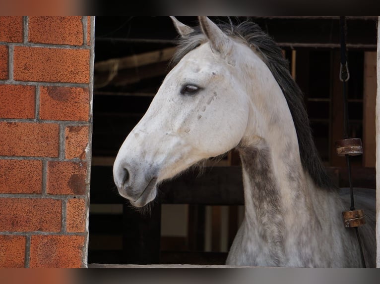 Holstein Castrone 14 Anni 165 cm Grigio in Goosefeld