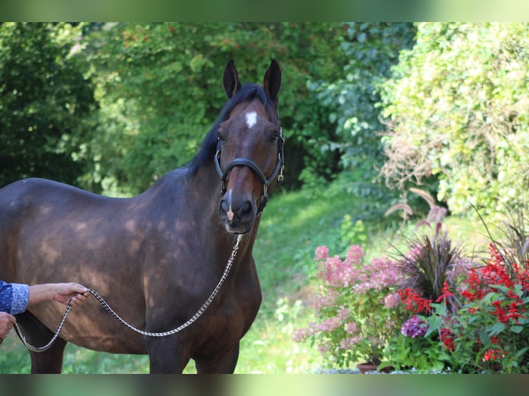 Holstein Castrone 14 Anni 170 cm Baio in Darmstadt